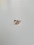 Yaprak Tragus 2
