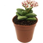 Levant Crassula Spring Time Çiçek Açan Sukulent
