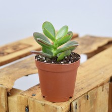 Levant Crassula Ovata Crosby Dwarf Jade