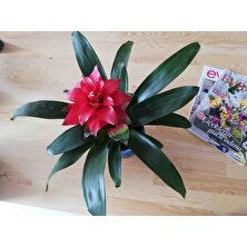 Craft & Botanik Guzmanya Kırmızı Çiçekli Ofis/salon Süs Bitkisi