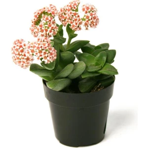 Crassula Springtime Sukulent