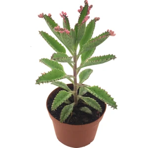 Aşkın Göz Yaşları Orta Boy 8.5 cm Saksı Yeni Seri Sukulent