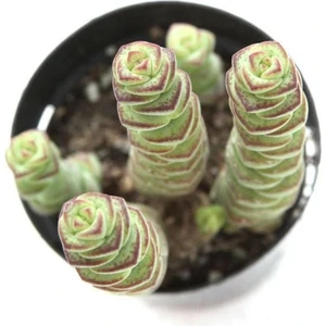 Crassula Babynecklace Sukulent