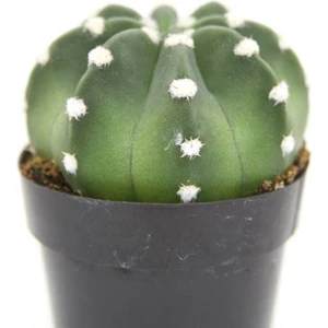 Echinopsis Domino Kaktus Lüx Seri