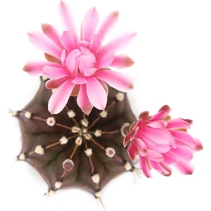 Gymnocalycıum Purple Moon Kaktüs Nadir Tür