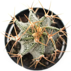 Astrophytum Ornatum Kaktüs
