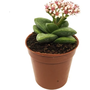 Crassula Spring Time Çiçek Açan Sukulent