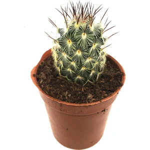 Mamillaria Veronica Kaktüs Yeni Seri