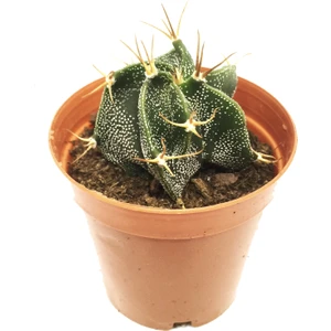 Astophytum Capricorne Kaktüs Yeni Seri