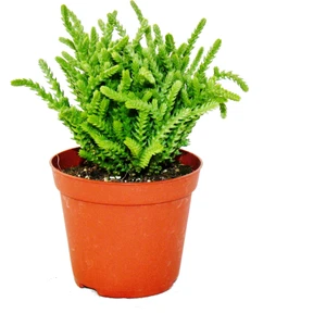 Crassula Lycopodioides Sukulent