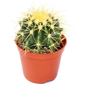 Echinocactus Grusonii Kaktüs Nadir Tür