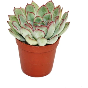 Echeveria Pulidonis Sukulent Lüx Seri