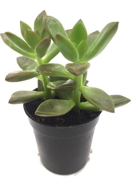 Sedum Mumbasa Sukulent Yüksek Kalite