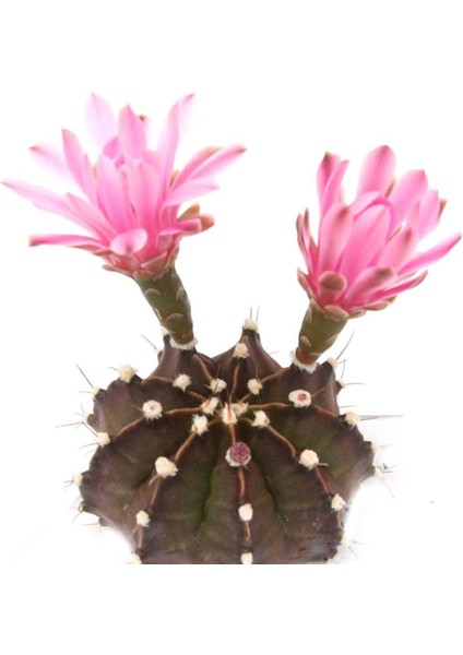 Gymnocalycıum Purple Moon Kaktüs Nadir Tür