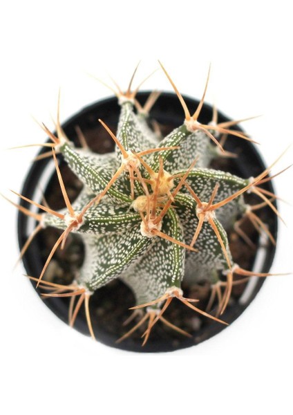 Astrophytum Ornatum Kaktüs