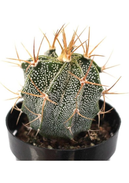 Astrophytum Ornatum Kaktüs