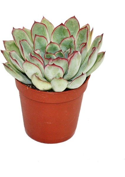 Echeveria Pulidonis Sukulent Lüx Seri