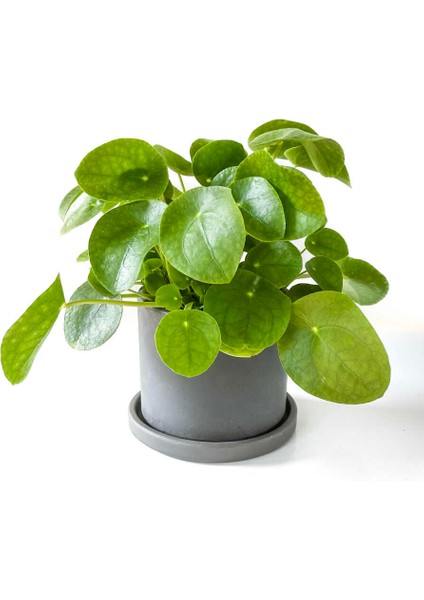 Pilea Peperomioides Antrasit Ruby Saksılı - Çin Para Bitkisi