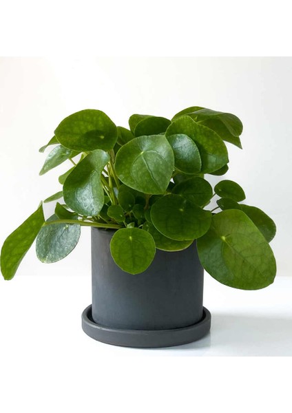 Pilea Peperomioides Antrasit Ruby Saksılı - Çin Para Bitkisi