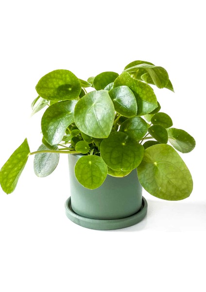 Pilea Peperomioides Mint Yeşili Ruby Saksılı - Çin Para Bitkisi