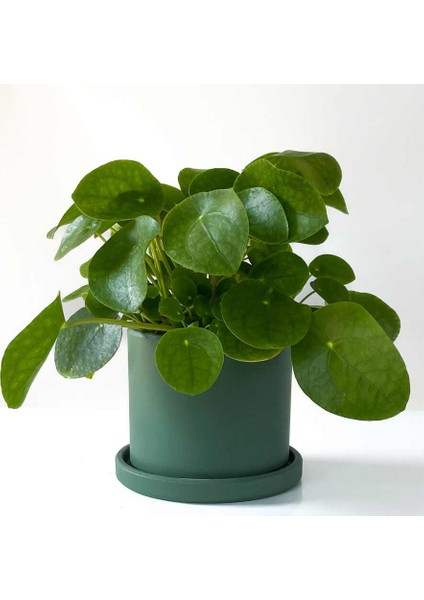 Pilea Peperomioides Mint Yeşili Ruby Saksılı - Çin Para Bitkisi