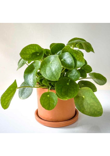 Pilea Peperomioides Terra Cotta Ruby Saksılı - Çin Para Bitkisi