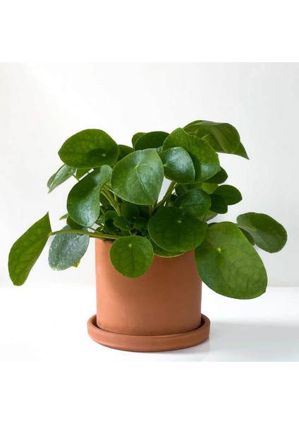 Pilea Peperomioides Terra Cotta Ruby Saksılı - Çin Para Bitkisi