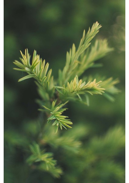 Çam Terebentin Uçucu Yağı 50 ml %100 Saf ve Doğal Pine Turpentine Essential Oil