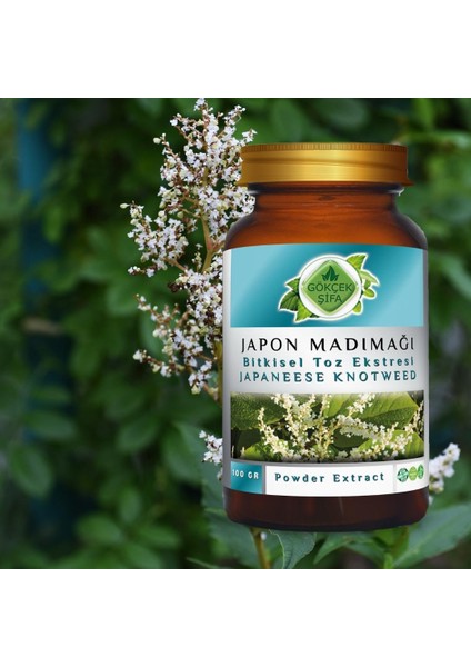 Japon Poligonumu Toz Ekstresi 100 Gr. Cam Kavanoz