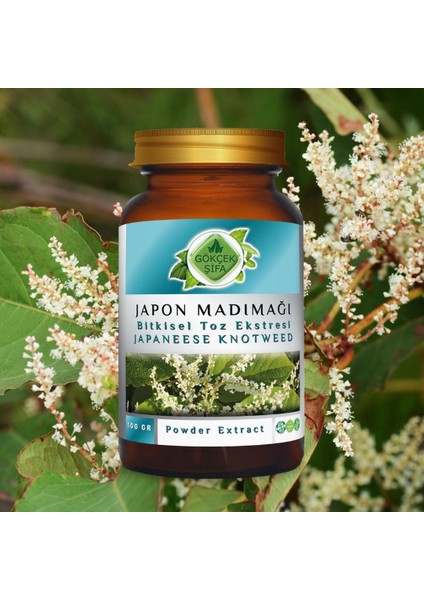 Japon Poligonumu Toz Ekstresi 100 Gr. Cam Kavanoz modelleri