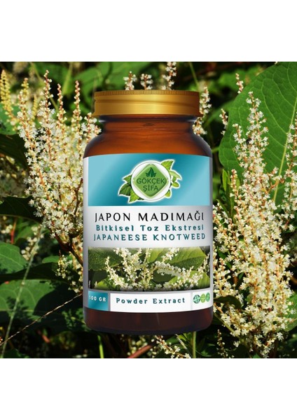 Japon Poligonumu Toz Ekstresi 100 Gr. Cam Kavanoz fırsatları