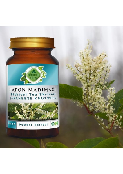 Japon Poligonumu Toz Ekstresi 100 Gr. Cam Kavanoz indirimleri