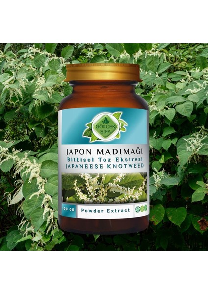 Japon Poligonumu Toz Ekstresi 100 Gr. Cam Kavanoz
