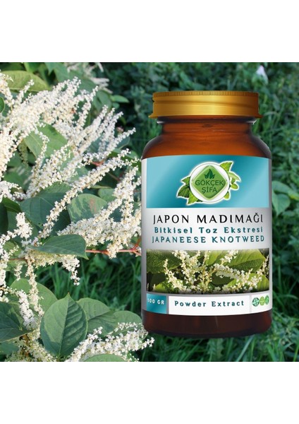 Japon Poligonumu Toz Ekstresi 100 Gr. Cam Kavanoz