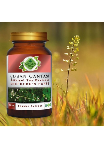 Çoban Çantası Toz Ekstresi (Capsella bursa-pastoris) 60 gr. Cam Kavanoz