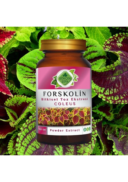 Forskolin Toz Ekstresi 100 Gr. Cam Kavanoz