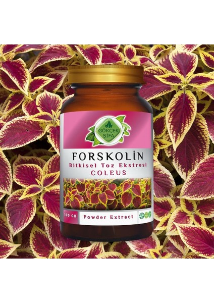 Forskolin Toz Ekstresi 100 Gr. Cam Kavanoz