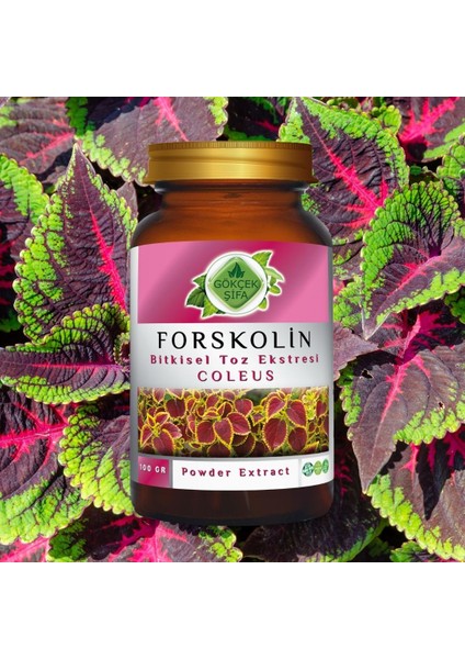 Forskolin Toz Ekstresi 100 Gr. Cam Kavanoz