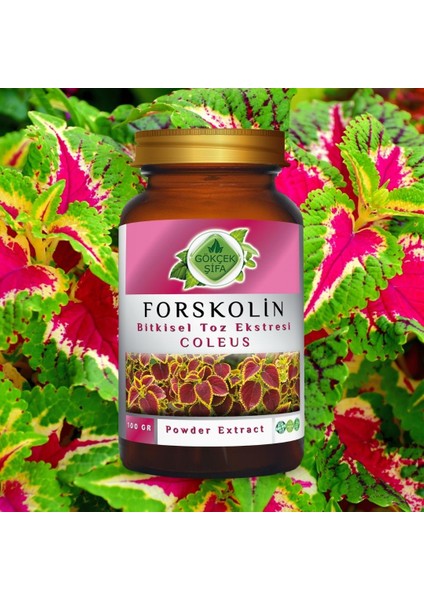 Forskolin Toz Ekstresi 100 Gr. Cam Kavanoz