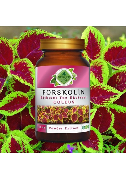 Forskolin Toz Ekstresi 100 Gr. Cam Kavanoz