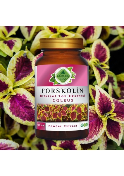 Forskolin Toz Ekstresi 100 Gr. Cam Kavanoz