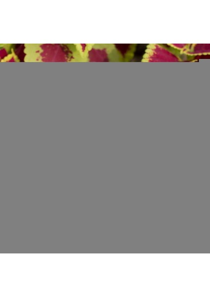 Forskolin Toz Ekstresi 100 Gr. Cam Kavanoz