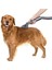 Vakum Eki Köpek Kedi Pet Yatak Fırça Aracı Dyson Için Uyumlu V11 V10 V8 V7 V6 Elektrikli Süpürge Aksesuarları (Yurt Dışından) 2