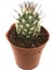 Mamillaria Veronica Kaktüs Yeni Seri 1