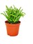 Crassula Lycopodioides Sukulent 1