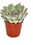 Echeveria Pulidonis Sukulent Lüx Seri 1