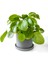 Pilea Peperomioides Antrasit Ruby Saksılı - Çin Para Bitkisi 1