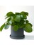 Pilea Peperomioides Antrasit Ruby Saksılı - Çin Para Bitkisi 2