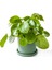 Pilea Peperomioides Mint Yeşili Ruby Saksılı - Çin Para Bitkisi 1