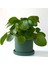 Pilea Peperomioides Mint Yeşili Ruby Saksılı - Çin Para Bitkisi 2